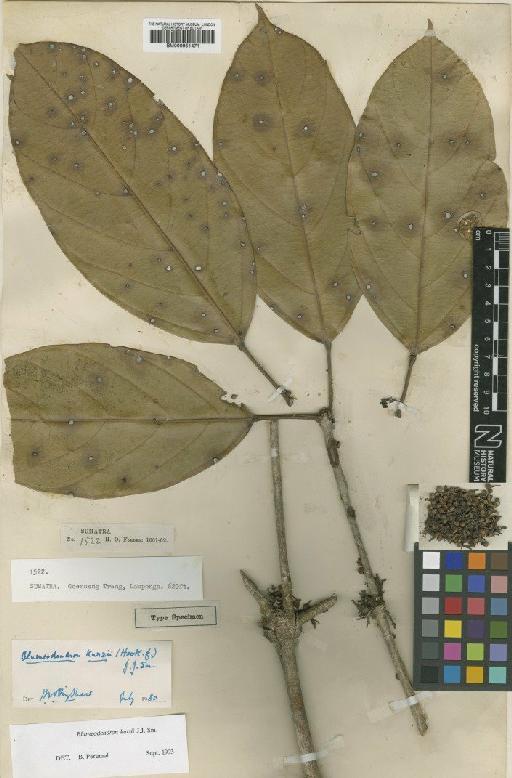 Blumeodendron kurzii (Hook.f.) J.J.Sm. - BM000951471