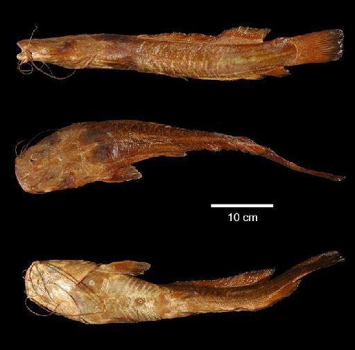 Dinotopterus cunningtoni Boulenger, 1906 - 1906.9.8.62; Dinotopterus cunningtoni; type; ACSI Project image