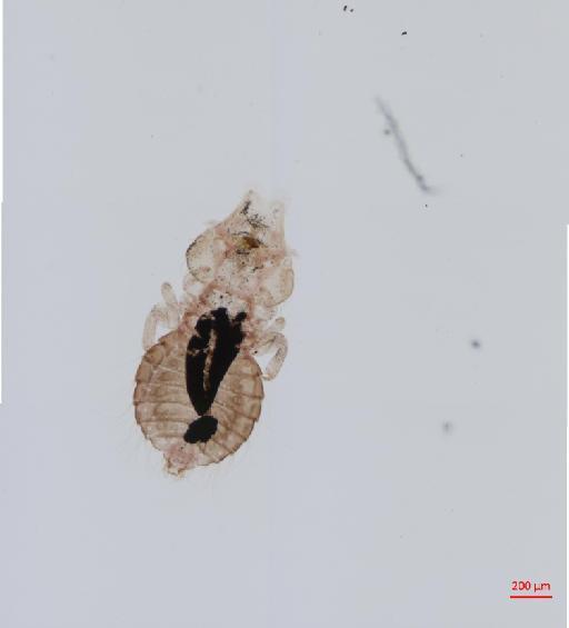 Saemundssonia nereis Timmermann, 1956 - 010691982__2017_08_11-Scene-1-ScanRegion0