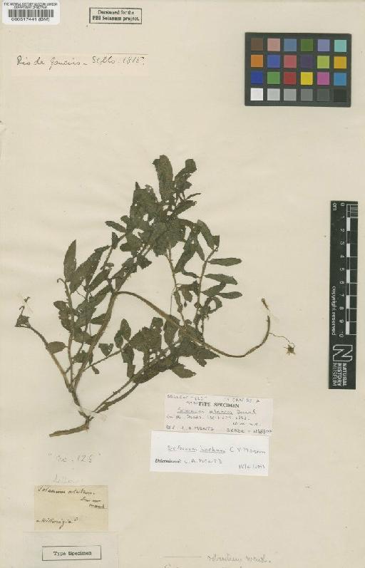 Solanum hoehnei C.V.Morton - BM000517441