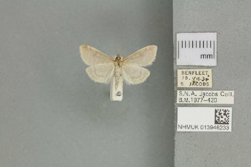 Anania fuscalis (Denis & Schiffermüller, 1775) - 013948233_151449_1084296