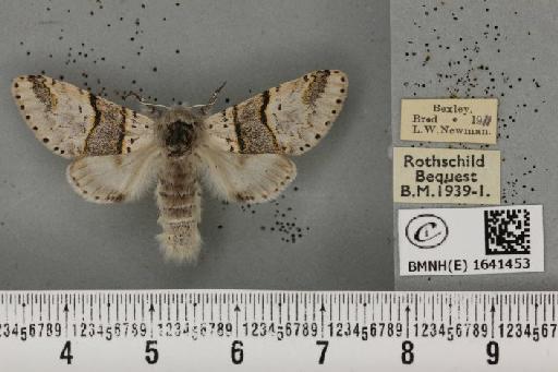 Furcula bifida ab. integra Stephens, 1828 - BMNHE_1641453_242341