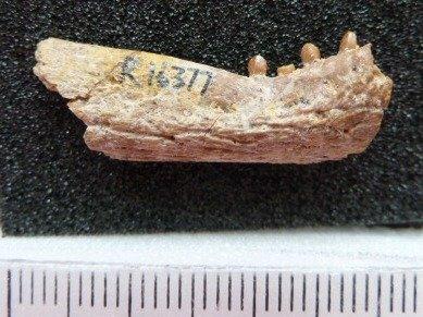 Crocodylia Owen, 1842 - R16377 crocodylomorph lateral