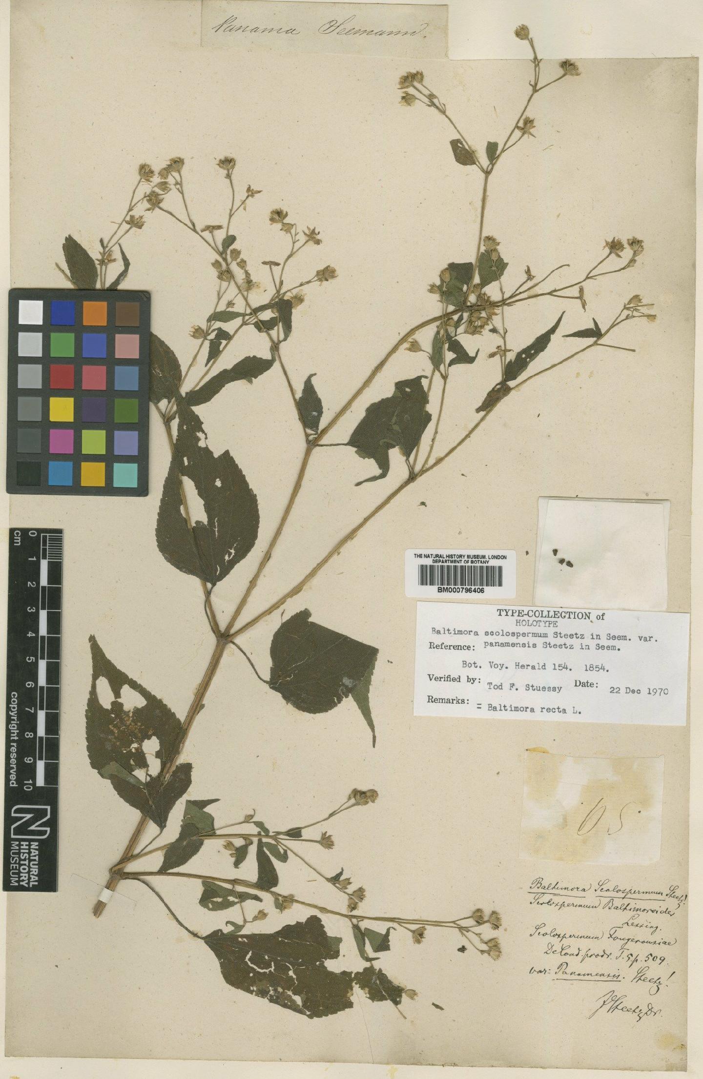To NHMUK collection (Baltimora recta L.; Holotype; NHMUK:ecatalogue:4989462)