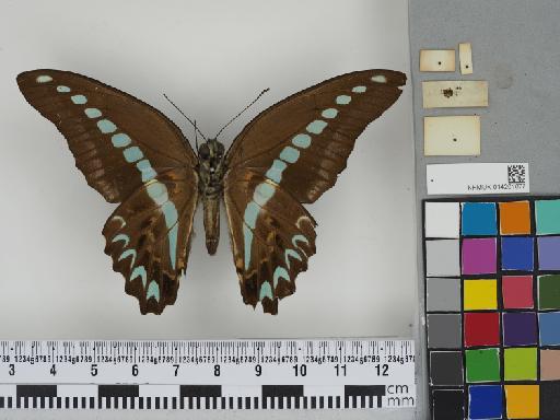 Lepidoptera Linnaeus, 1758 - 014201077 Graphium anthedon