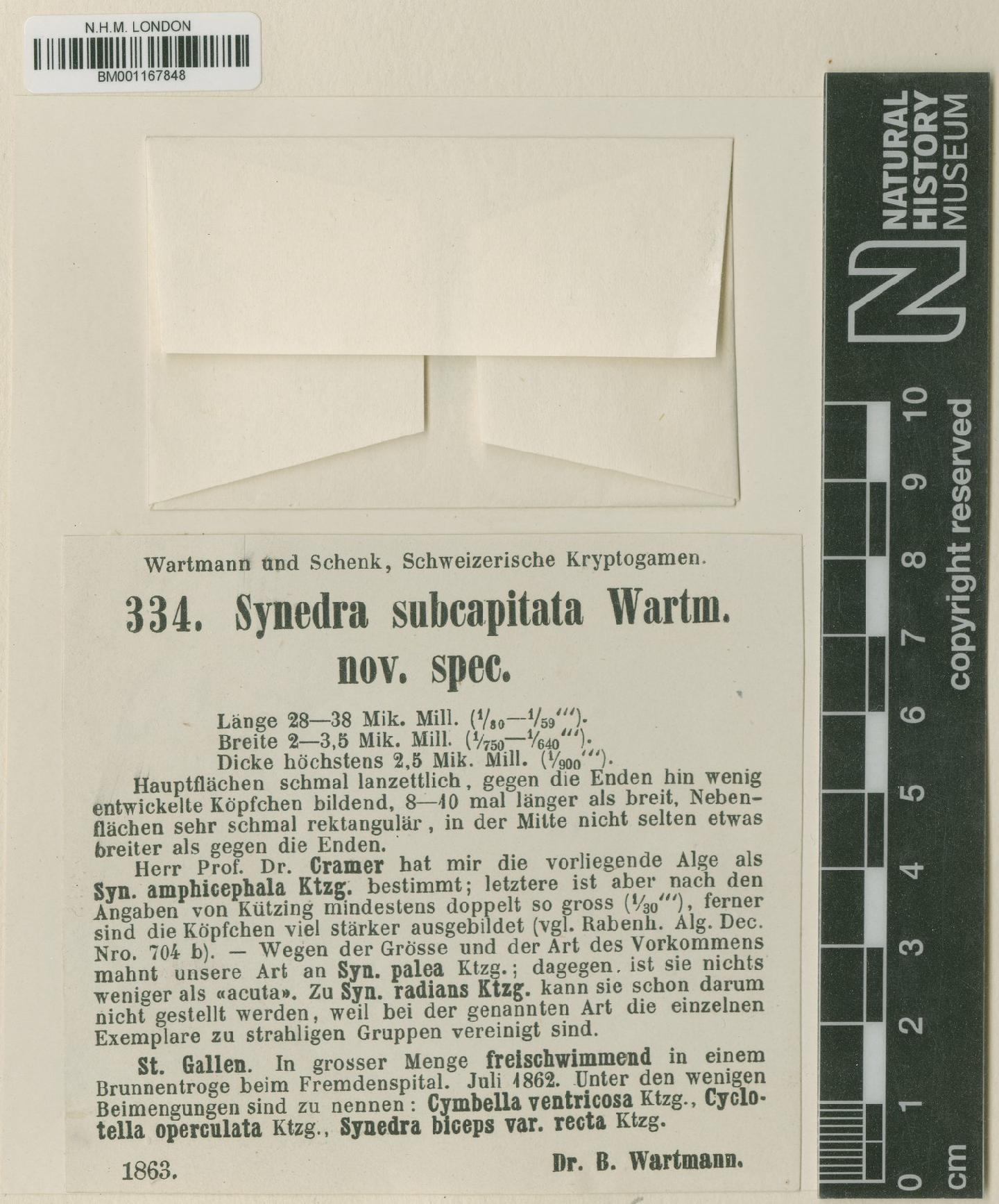 To NHMUK collection (Synedra subcapitata Wartm. & B.Schenk; TYPE; NHMUK:ecatalogue:8670296)