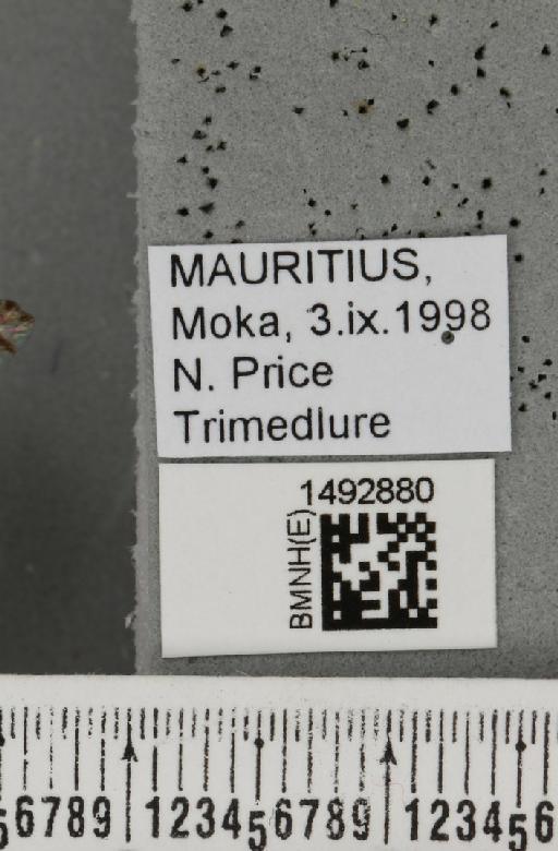 Ceratitis (Pterandrus) quilicii De Meyer et al., 2016 - BMNHE_1492880_label_43916