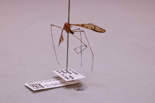 Tipulidae Latreille, 1802 - 013741282_additional_2