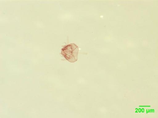 Scaphidiinae Latreille, 1806 - 010189094___2