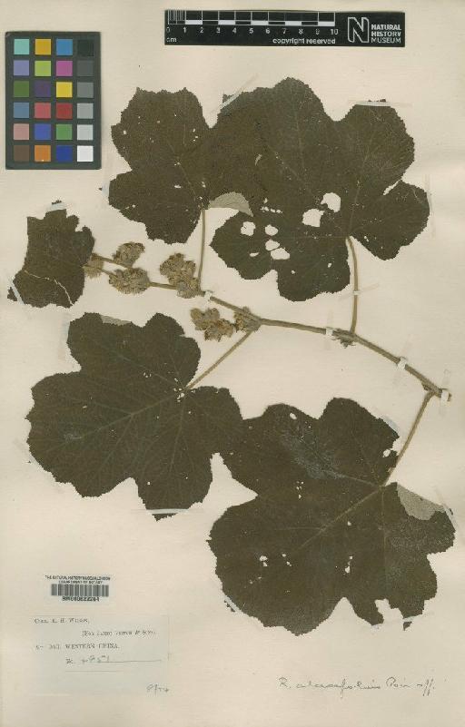 Rubus setchuensis Bureau & Franch. - BM000622264