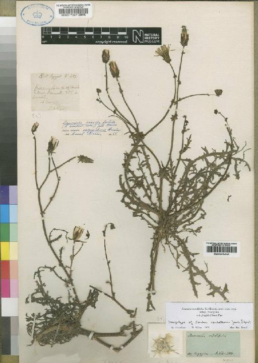 Launaea resedifolia subsp. resedifolia (L.) Kuntze - BM000517087
