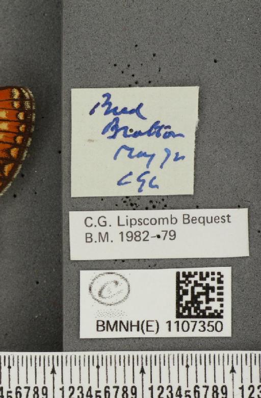 Euphydryas aurinia ab. virgata Tutt, 1896 - BMNHE_1107350_label_18583