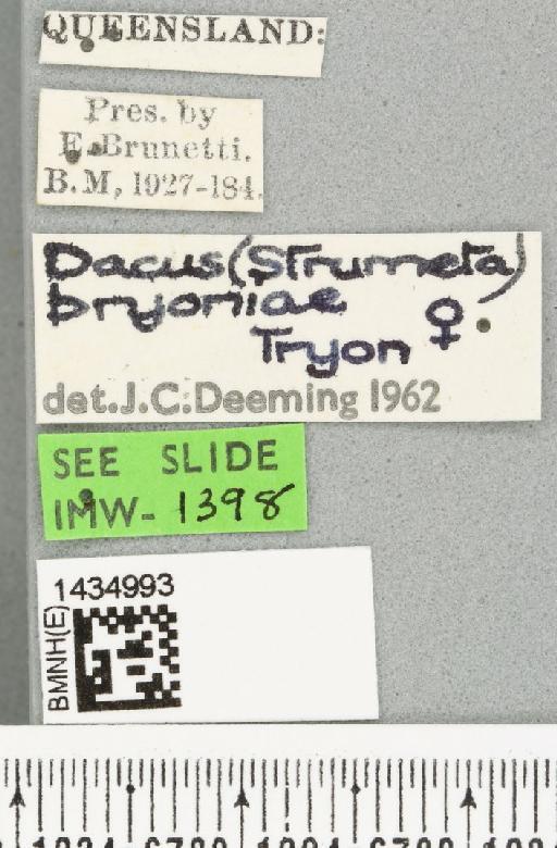 Bactrocera (Bactrocera) bryoniae (Tryon, 1927) - BMNHE_1434993_label_28457