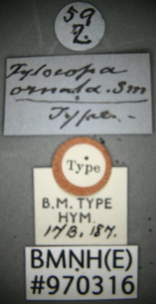 Xylocopa ornata Smith, F., 1874 - Xylocopa ornata BMNH(E)970316 type female labels 2