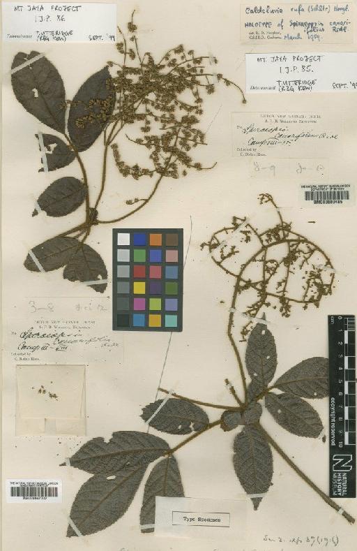 Caldcluvia rufa (Schltr.) Hoogl - BM000947002