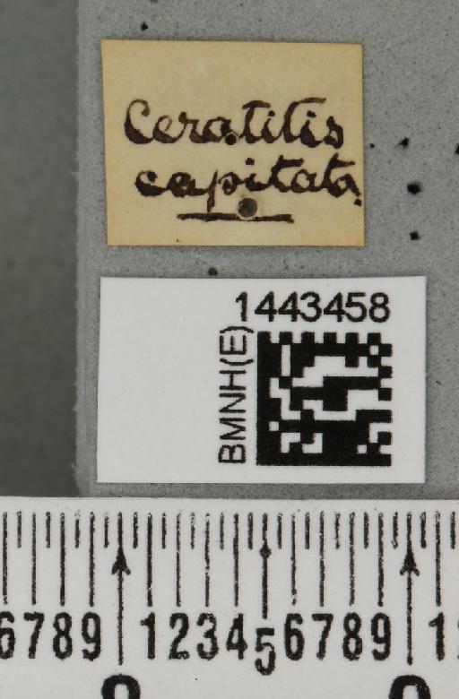 Ceratitis (Ceratitis) capitata (Wiedemann, 1824) - BMNHE_1443458_a_label_26855