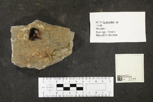 Iguanodon Mantell, 1825 - 010035204_L010093513