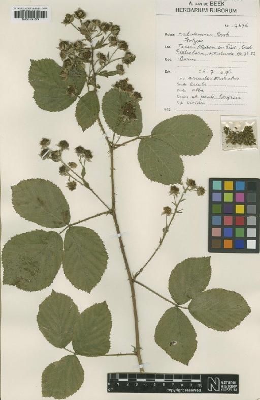 Rubus series Suberecti calotemnus A.Beek - BM001041674