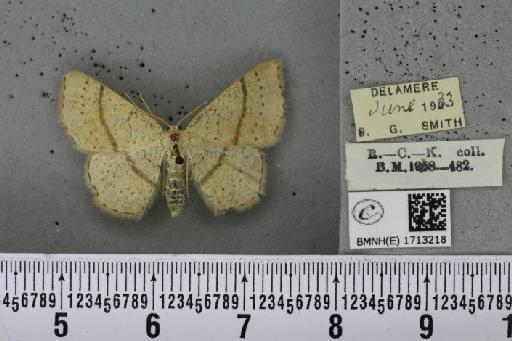 Cyclophora punctaria (Linnaeus, 1758) - BMNHE_1713218_275884