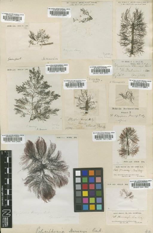 Polysiphonia harveyi J.W.Bailey - BM000561303
