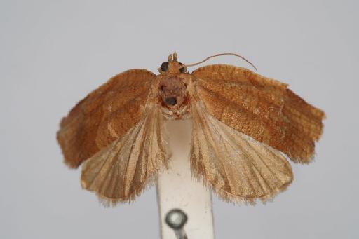 Archips nigricaudana Walsingham - Archips_nigricaudana_Walsingham_1900_Holotype_BMNH(E)#1055368_image001