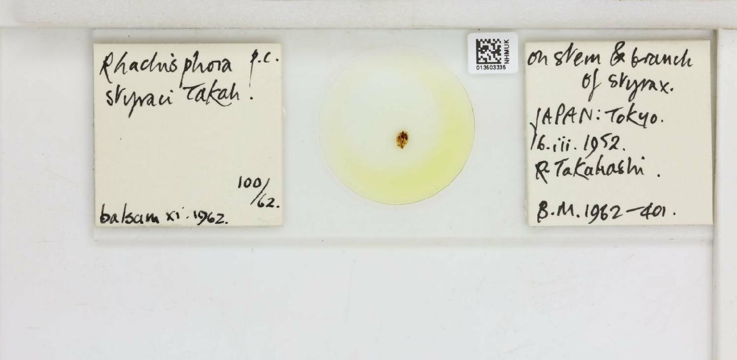 Rhachisphora styraci thumbnail