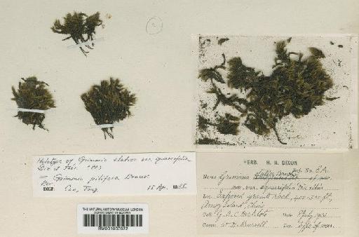 Grimmia pilifera P.Beauv. - BM001007072