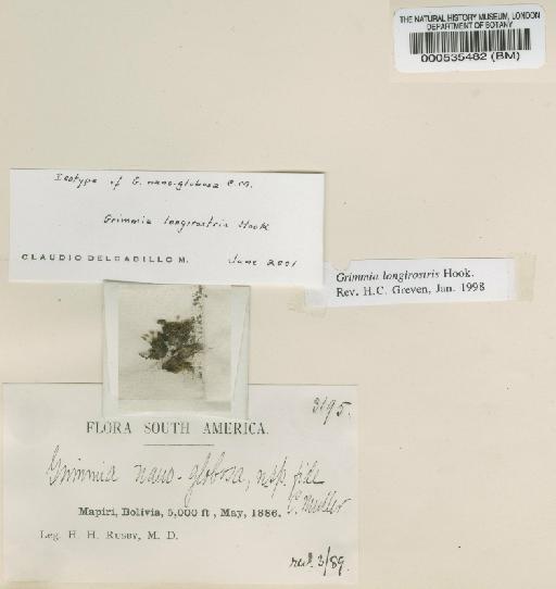 Grimmia nanoglobosa Müll.Hal. ex E.Britton - BM000535482