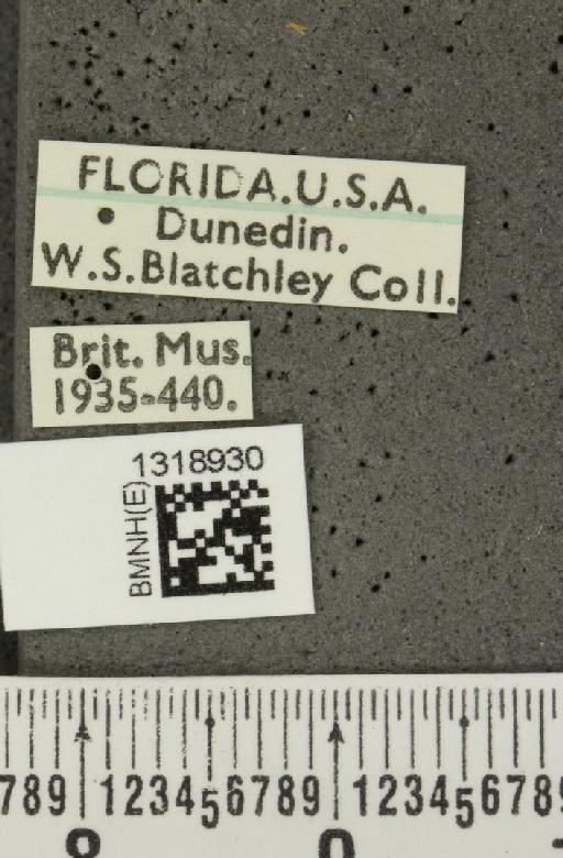 Systena frontalis (Fabricius, 1801) - BMNHE_1318930_label_26192