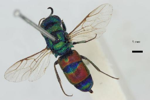 Chrysis jalala Nurse, 1902 - Chrysis_jalala-BMNH(E)#970974_type-dorsal-1X