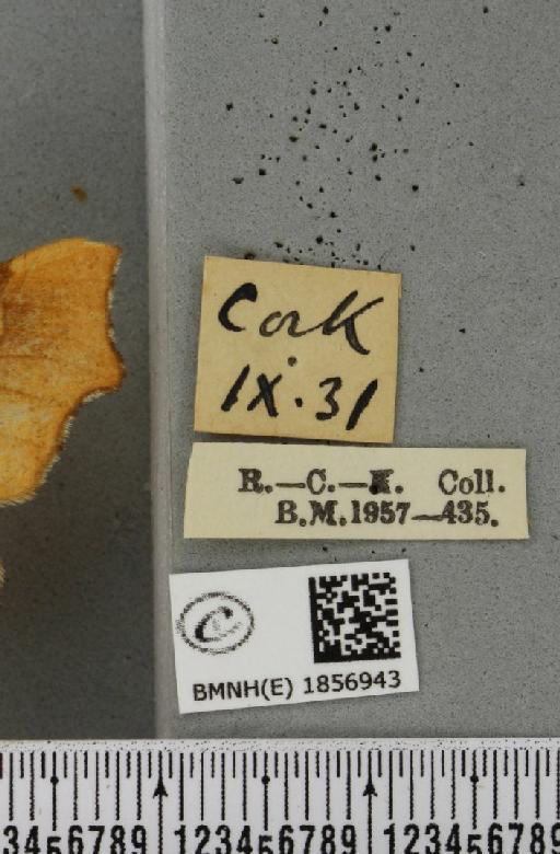 Ennomos quercinaria ab. carpinaria Hübner, 1799 - BMNHE_1856943_label_441544