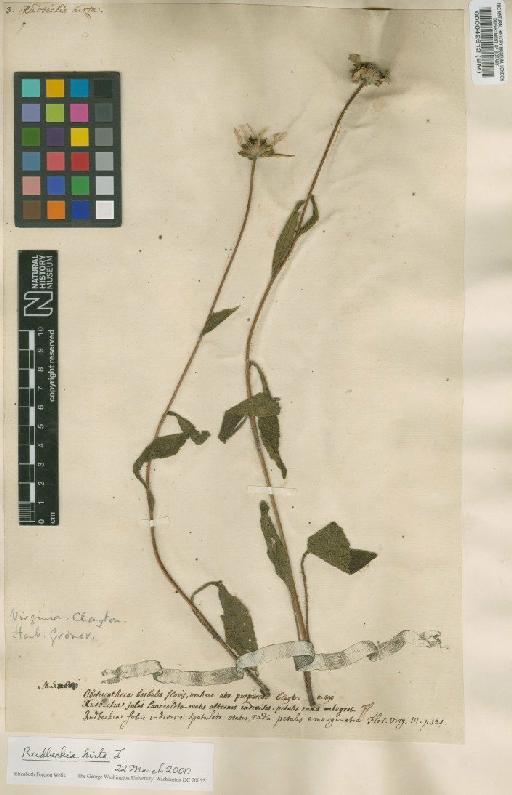 Rudbeckia hirta L. - BM000042612