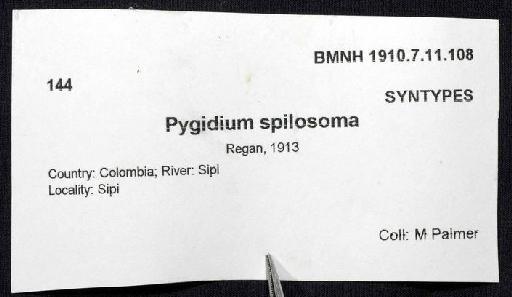 Pygidium spilosoma Regan, 1913 - 1910.7.11.108; Pygidium spilosoma; image of jar label; ACSI project image