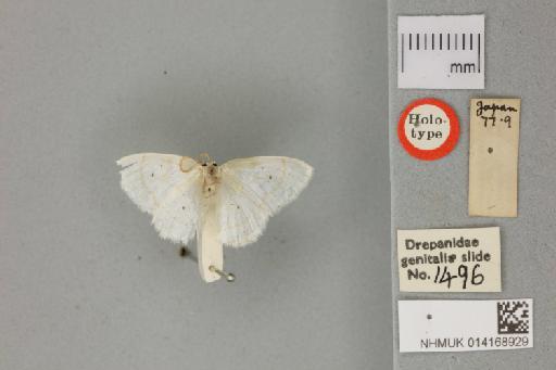Corycia sacra Butler, 1878 - 014168929_Corycia_sacra_Holotype_dorsal_habitus