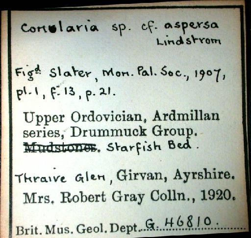 Archaeoconularia slateri - G 46810. Conularia cf aspersa (label)