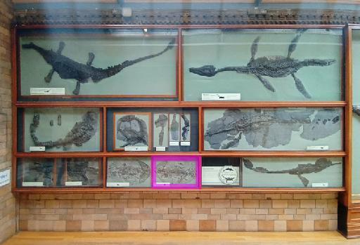 Thalassiodracon hawkinsi (Owen, 1838) - Location in Fossil Way: NHMUK PV R 45b