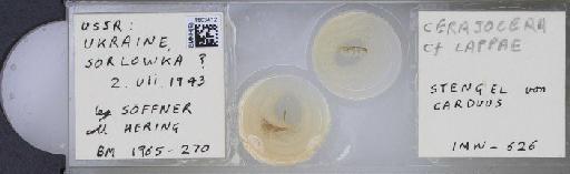 Terellia (Cerajocera) gynaecochroma (Hering, 1937) - BMNHE_1503412_55588