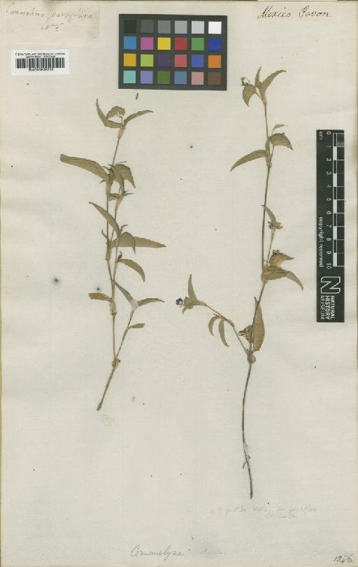 Commelina pallida Willd. - BM000938212