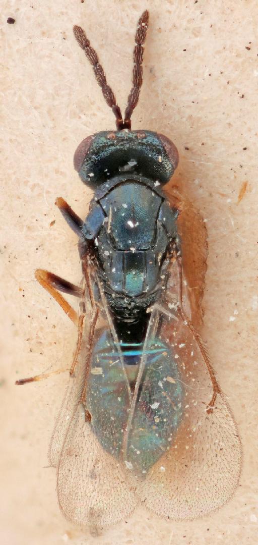 Tetrastichus sodalis Graham, 1991 - Tetrastichus sodalis 010370241 HT 5.3624 F dorsal