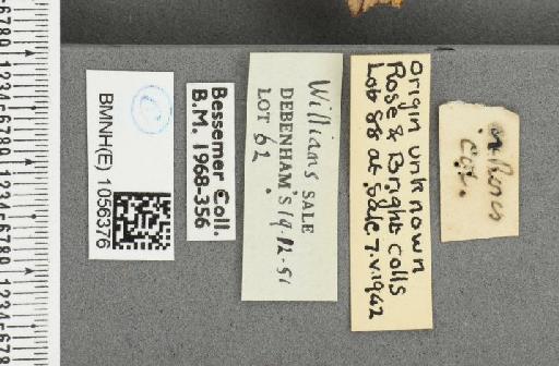 Aglais urticae ab. dannenbergi Neuberg, 1905 - BMNHE_1056376_label_45893