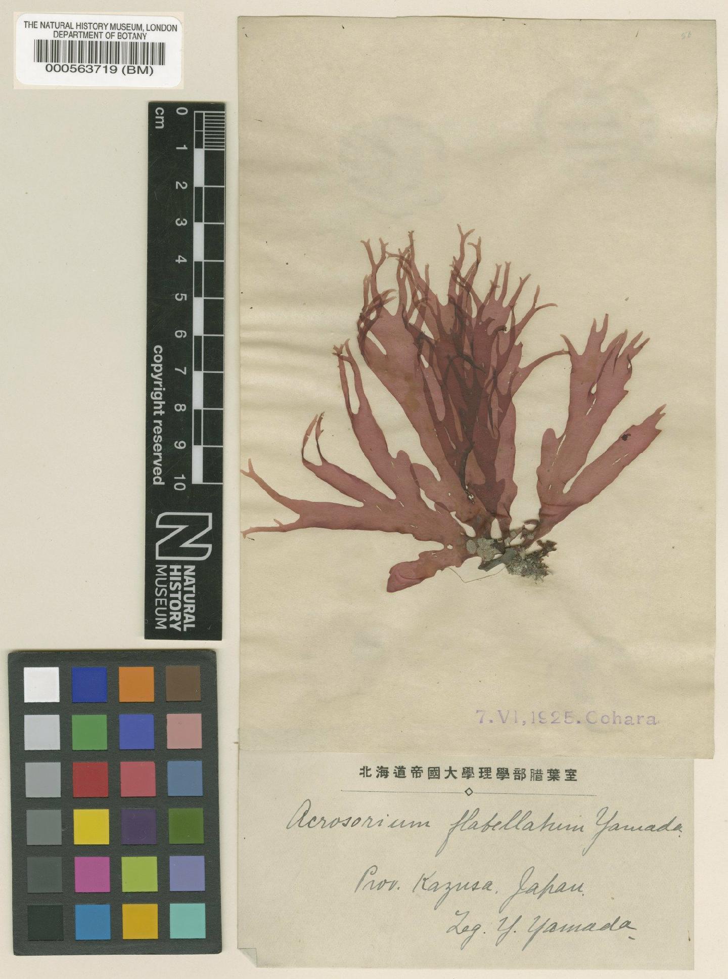 To NHMUK collection (Acrosorium flabellatum Yamada; TYPE; NHMUK:ecatalogue:4785694)