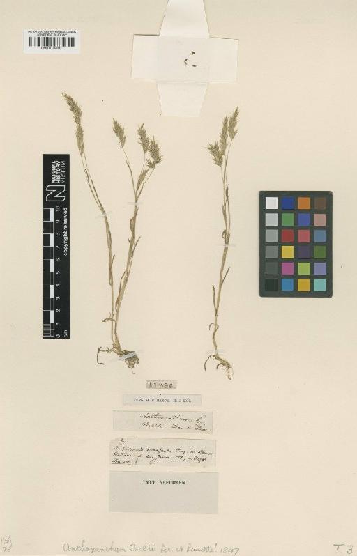 Anthoxanthum aristatum Boiss. - BM001134081