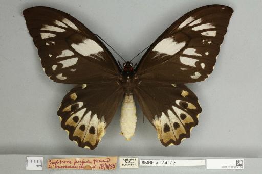 Ornithoptera priamus pronomus Gray, 1852 - 013604154__