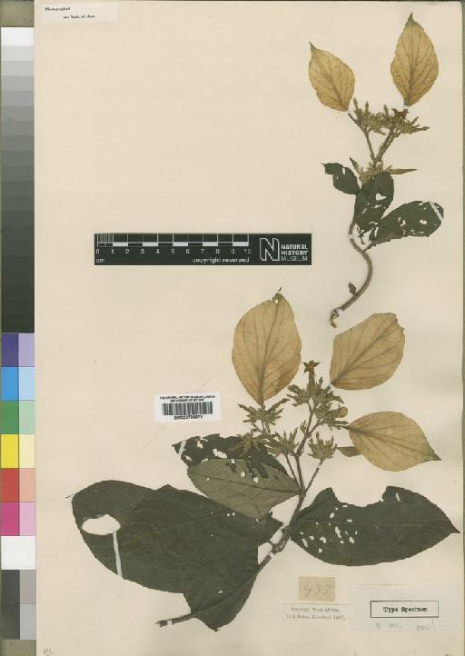 Mussaenda tenuiflora var. laevis Wernham - BM000798873