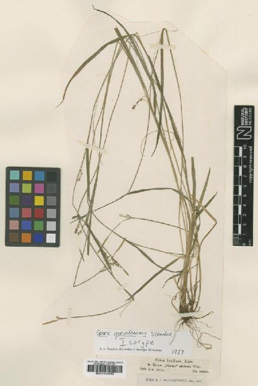 Carex gracilescens Steud. - BM001042092