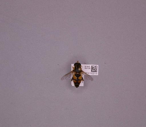 Helophilus (Helophilus) pendulus (Linnaeus, 1758) - 013742213_235085_16757