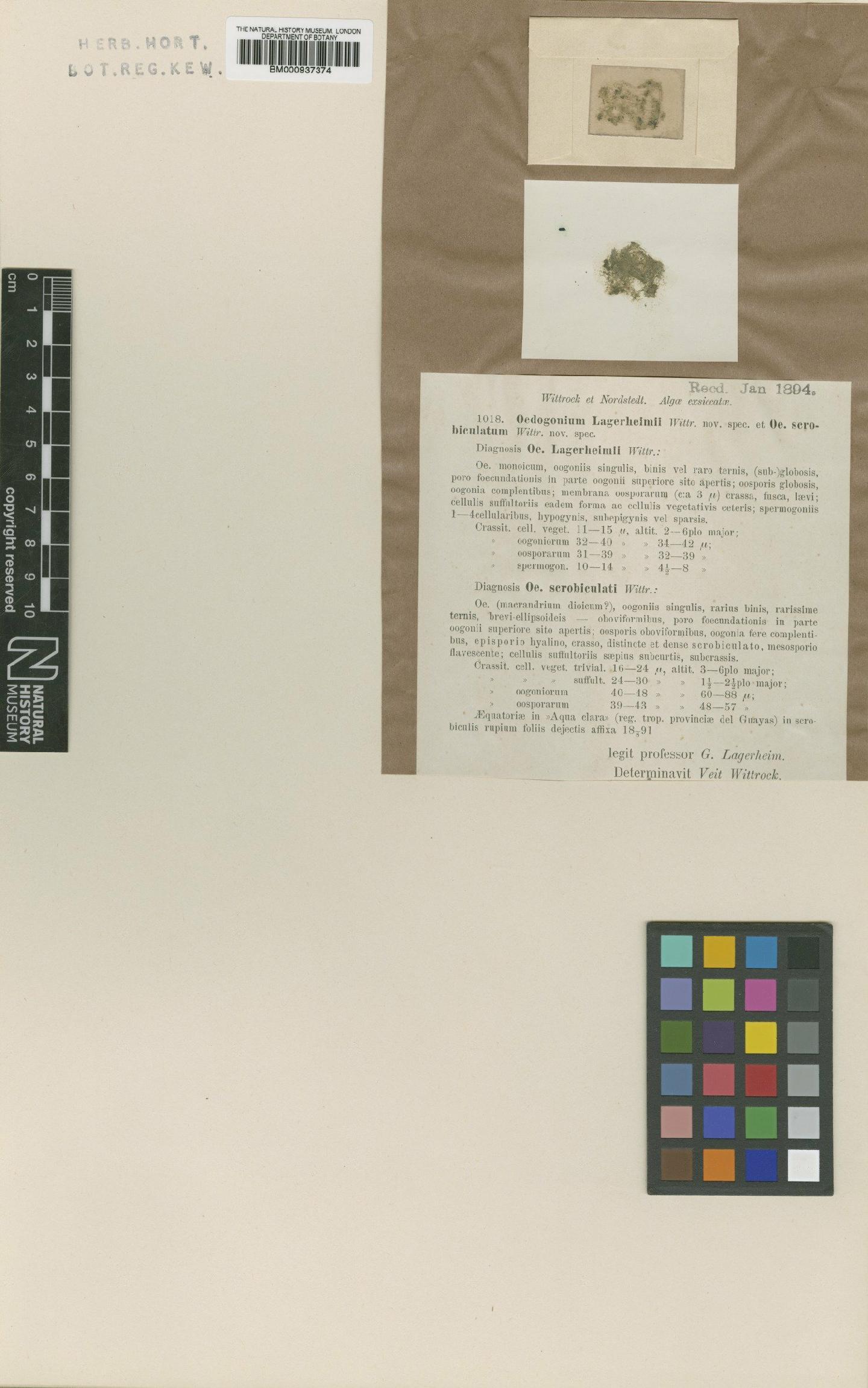 To NHMUK collection (Oedogonium lagerheimii (Wittr.); Syntype; NHMUK:ecatalogue:479897)
