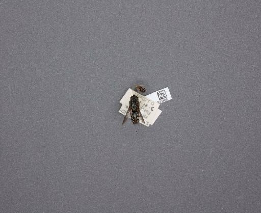 Sarcophaga (Thyrsocnema) incisilobata Pandelle, 1896 - 015093386_234562_1297059