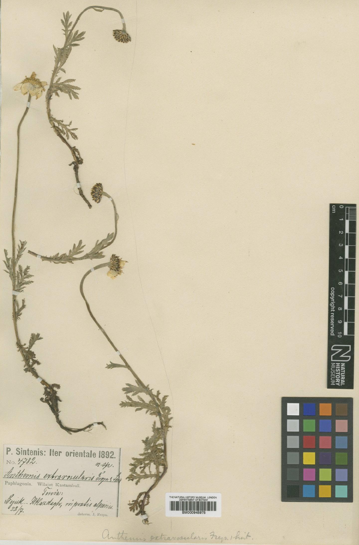 To NHMUK collection (Anthemis melanoloma Trautv.; Type; NHMUK:ecatalogue:474162)