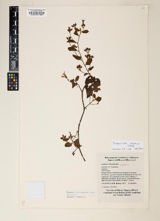 Jacquemontia velutina (Vahl) Choisy - 000527264